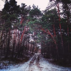 Low angle view of trees against sky