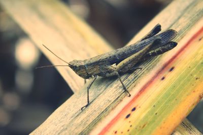Close-up of insect on wood