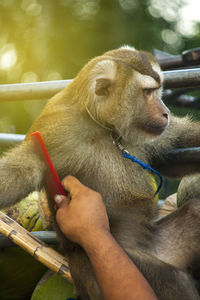 Close-up of a hand holding a animal