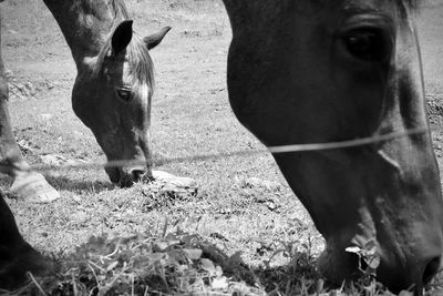 Close-up of horse on field