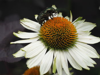 Close-up of butterfly pollinating on flower