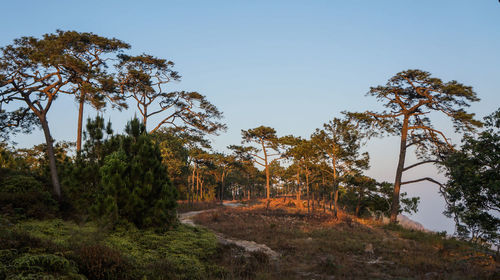 Trees in forest against clear sky