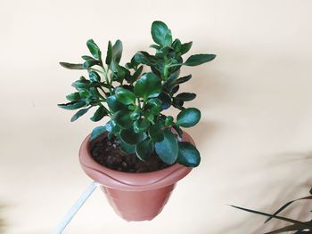 Close-up of potted plant