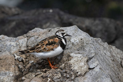 Close-up of bird perching on rock