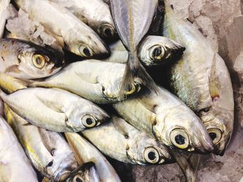 High angle view of fish for sale in market