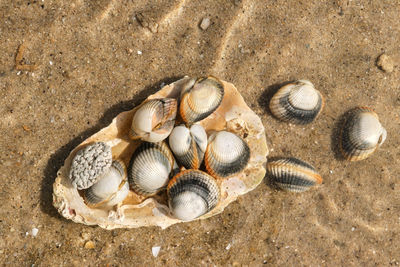 Common cockles underwater on seabed - species of edible saltwater clams