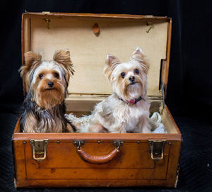 Yorkshire terriers in chest