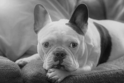 Close-up of dog lying on sofa