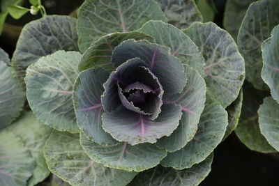 Close-up of rose on leaf