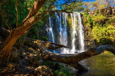 Scenic view of waterfall in forest