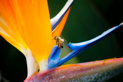 Close-up of bee on flower