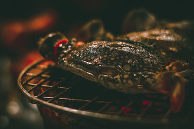 Close-up of fish in container