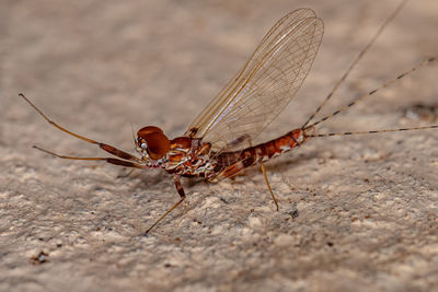 Close-up of dragonfly