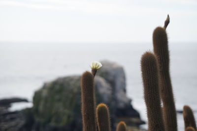 Close-up of succulent plant in sea against sky