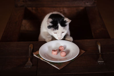 The cat eats sausage, sits on a wooden chair at the table. the cat is eating 