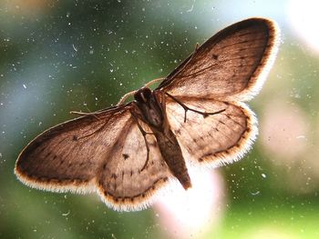 Close-up of butterfly