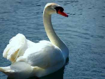 Close-up of white swan in water