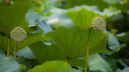 Close-up of leaves