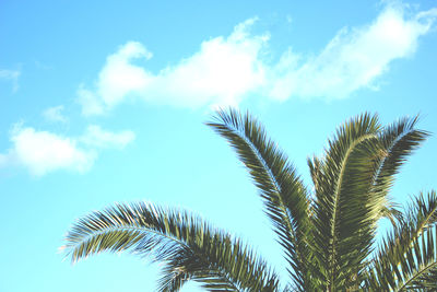 Low angle view of palm trees against blue sky