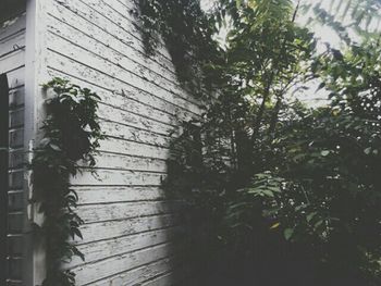 Trees in front of building