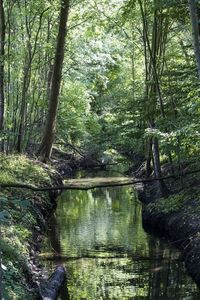 Scenic view of lake in forest