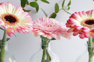 Close-up of pink daisy flowers in vase