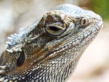 Close-up of lizard