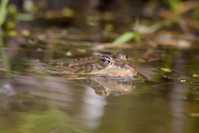 Close-up of frog swimming in lake