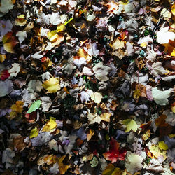 High angle view of flowering plant during autumn