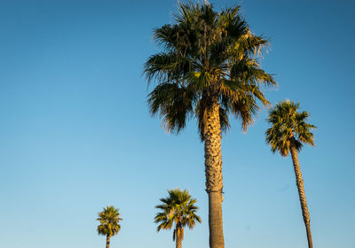 Low angle view of palm trees against clear blue sky