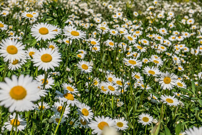 High angle view of daisy flowers on field
