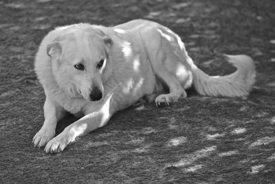 Portrait of dog relaxing outdoors