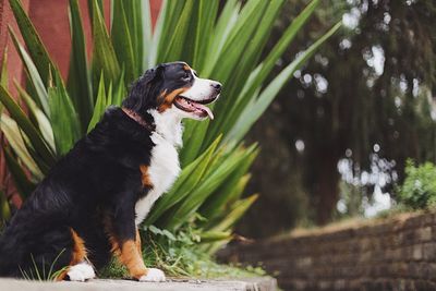 View of a dog looking away