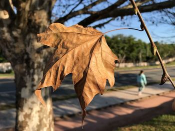 Close-up of dry leaf on tree