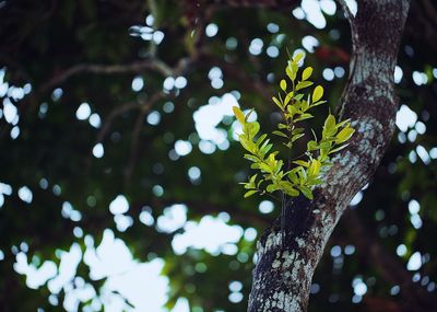 Low angle view of leaves on tree trunk