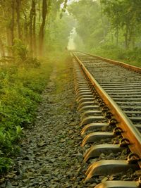 Railroad tracks amidst trees