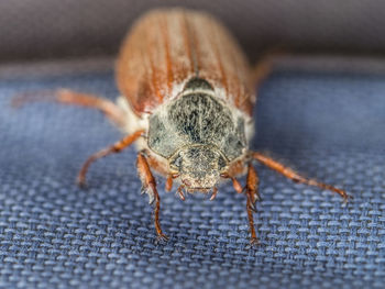 Close-up of spider