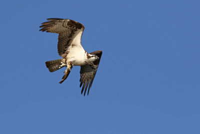 Low angle view of osprey with fish in clear blue sky