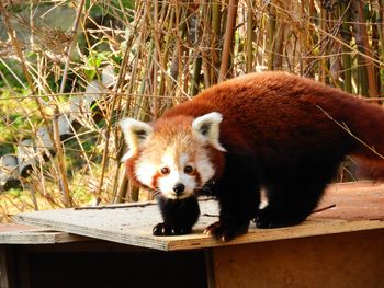 Portrait of red panda on wood