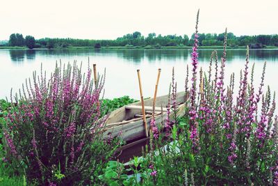 Reflection of plants in calm lake