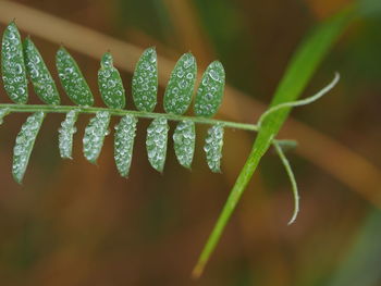 Close-up of fresh green plant