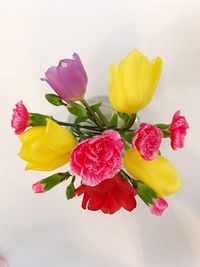Close-up of multi colored tulips against white background