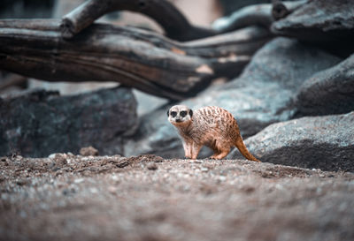 Close-up of squirrel on rock