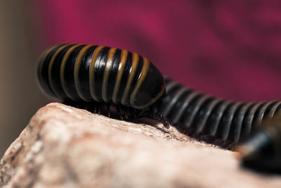 Close-up of caterpillar on metal