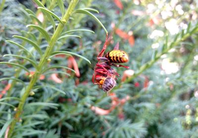 Close-up of bee pollinating flower