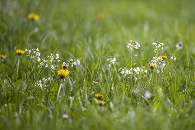 Close-up of yellow flowering plants on field