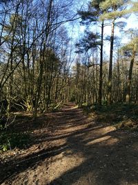 Dirt road amidst trees against sky