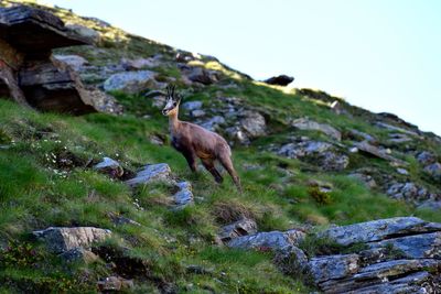 Chamois on field against clear sky