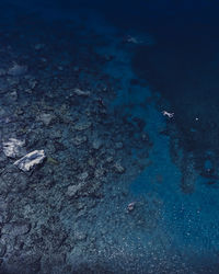 High angle view of turtle in sea