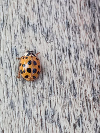 Close-up of ladybug on wood grain table